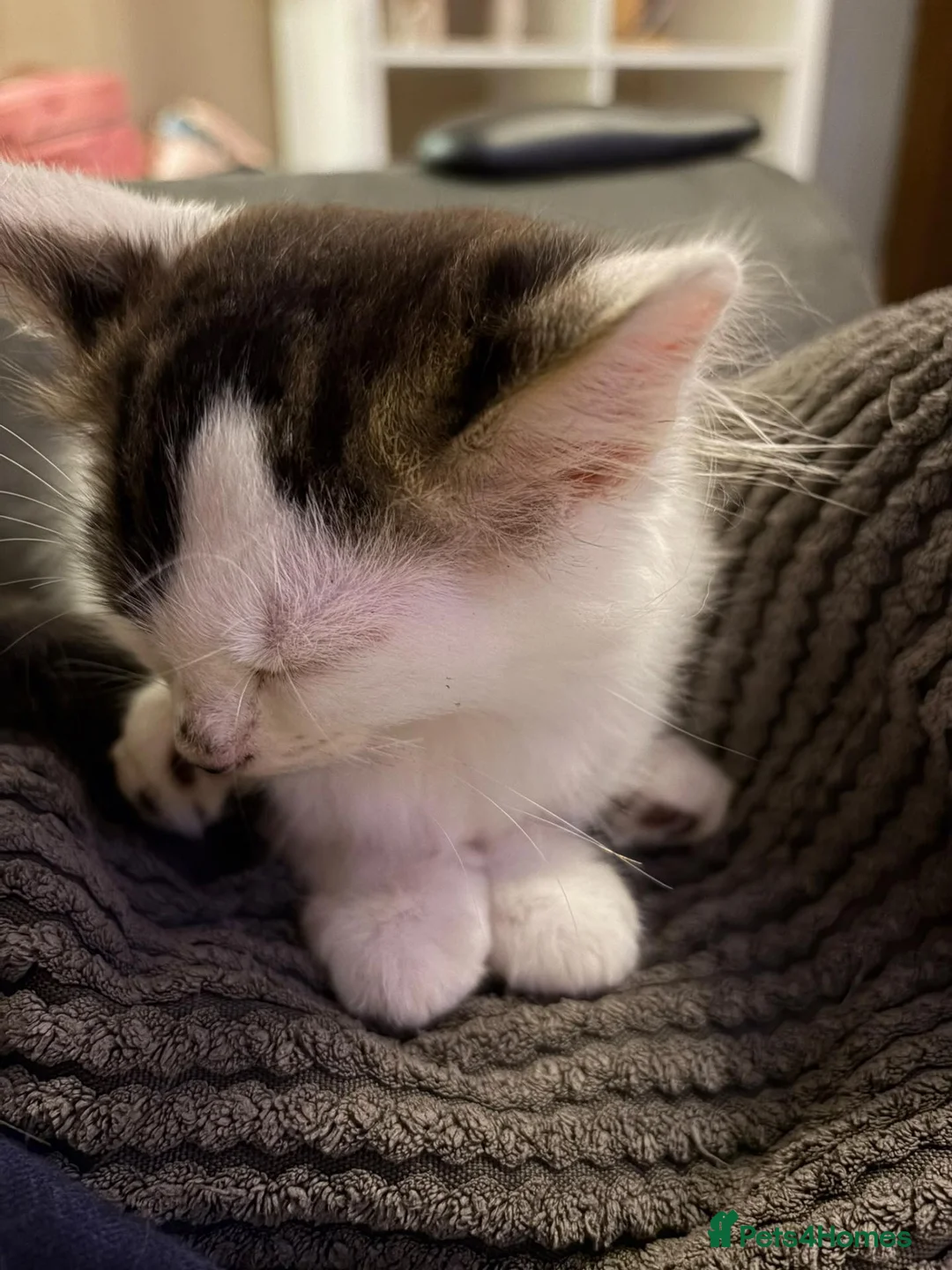 Mixed Breed cats for sale: Beautiful friendly kittens - Advert 4