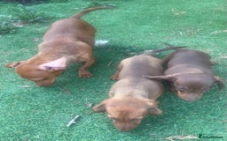 Miniature Dachshund dogs for sale: Miniature dachshund for sale - Image 5