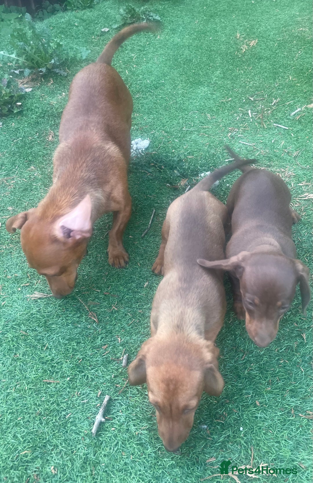 Miniature Dachshund dogs for sale: Miniature dachshund for sale - Image 5