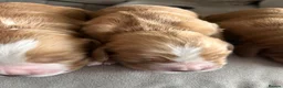 Cocker Spaniel dogs for sale: Beautiful Golden cockers free insurance with agria - Advert 19