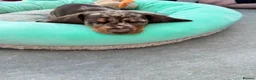 Miniature Dachshund dogs for sale: Beautiful Chocolate Dapple Boy  - Advert 5