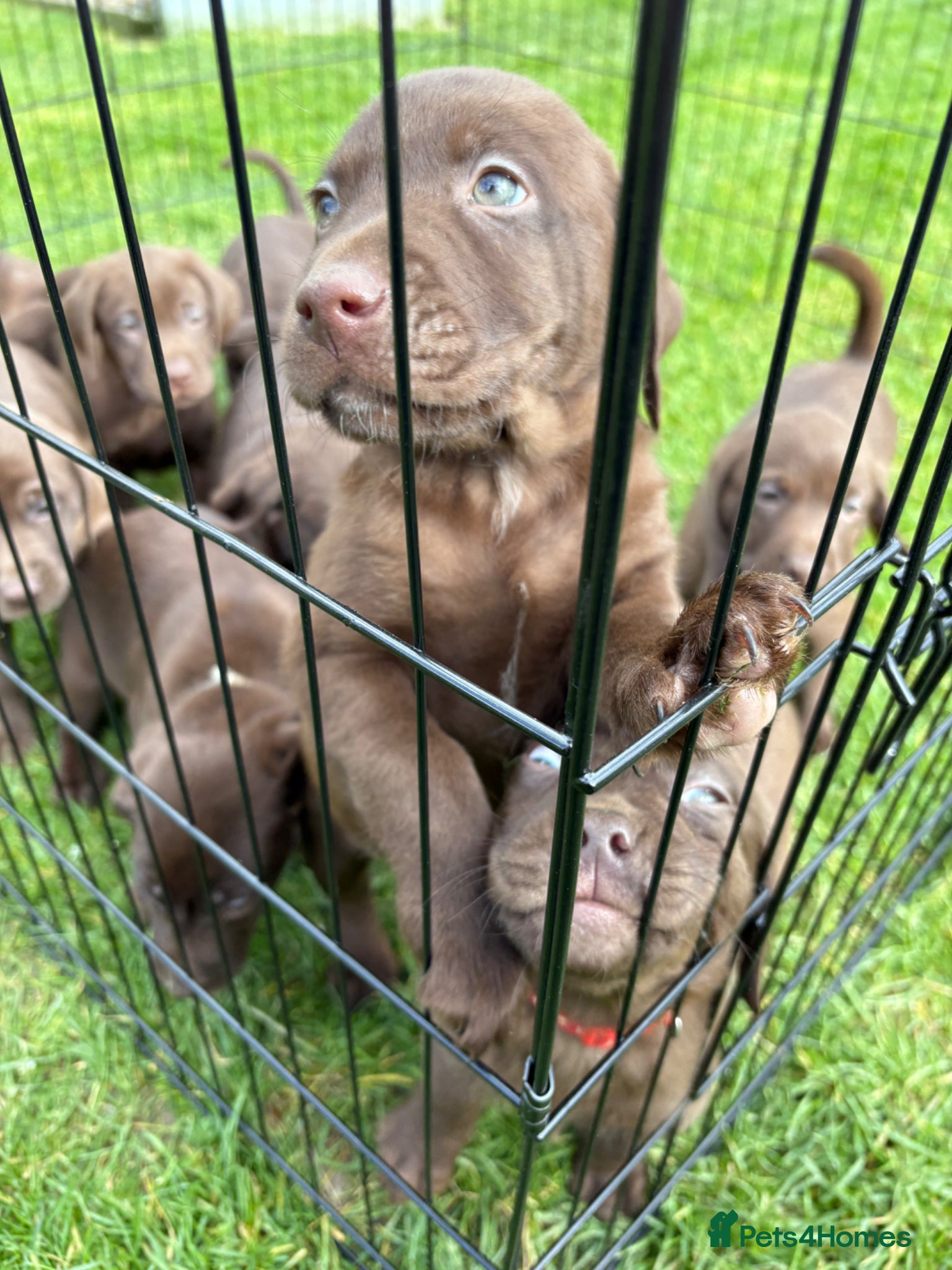 Labrador Retriever dogs 8 Pedigree Game-Breed Chocolate Labrador Puppies - Advert 8
