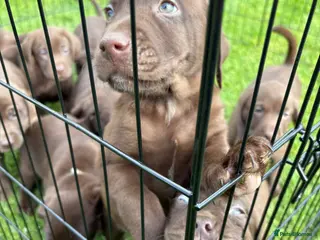 Labrador Retriever dogs 8 Pedigree Game-Breed Chocolate Labrador Puppies - Advert 8