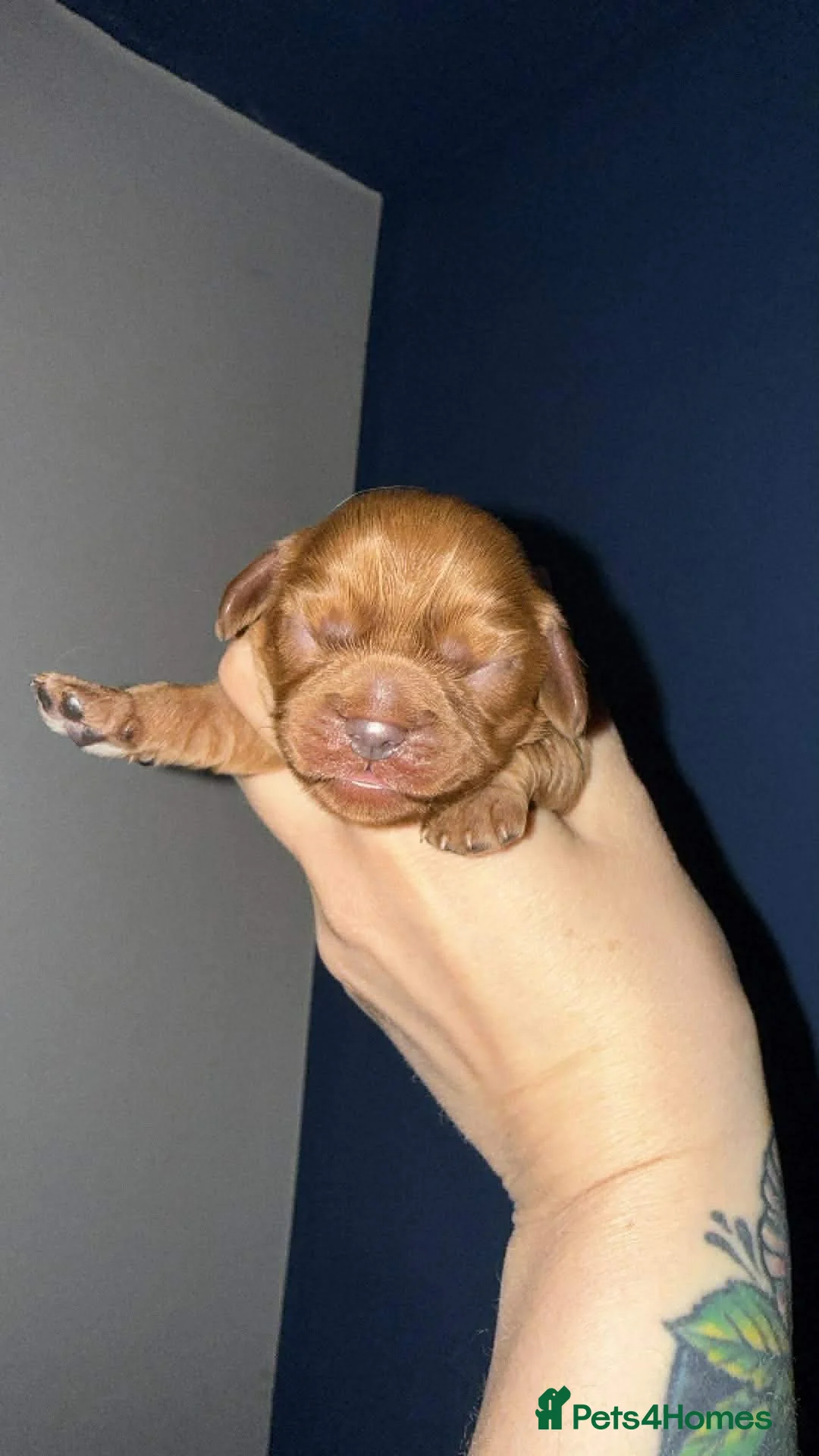 Cavalier King Charles Spaniel dogs for sale: Cavalier King Charles spaniel puppies  in Alloa - Advert 2