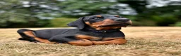 Dobermann dogs for sale: Mr Blue- A truly Free Range Doberman - Advert 30