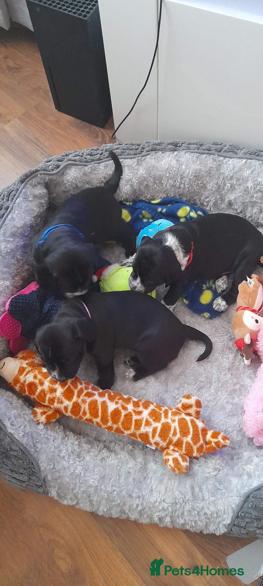 Mixed Breed dogs for sale: Staffy x Cocker Spaniel  - Advert 9