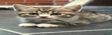 Persian X Tabby 2