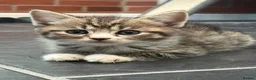 Persian cats for sale: Persian X Tabby Kittens - Advert 4