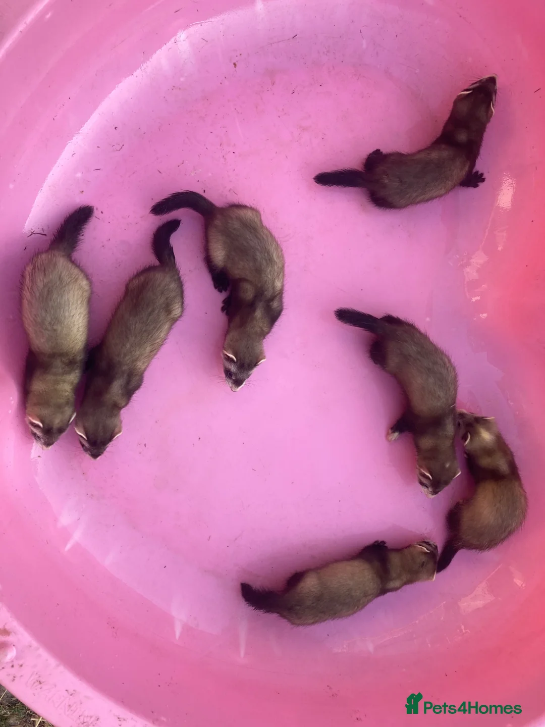 Ferret rodents for sale: 1 jill left  - Advert 1