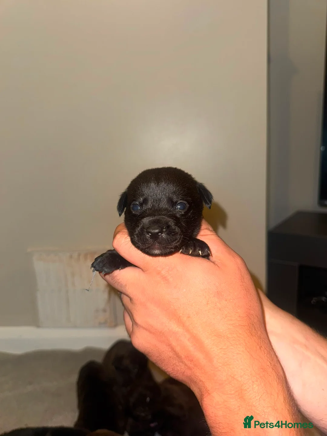 Labradoodle dogs for sale: Stunning miniature labradoodle puppies - Advert 11