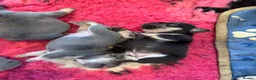 French Bulldog dogs for sale: HEALTH TESTED QUALITY FRENCH BULLDOG PUPPIES in Wallsend - Advert 26