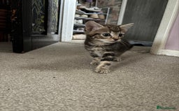 British Shorthair cats for sale: Tabby kittens looking for loving home  - Image 3