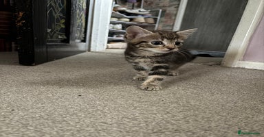British Shorthair cats - Advert 9