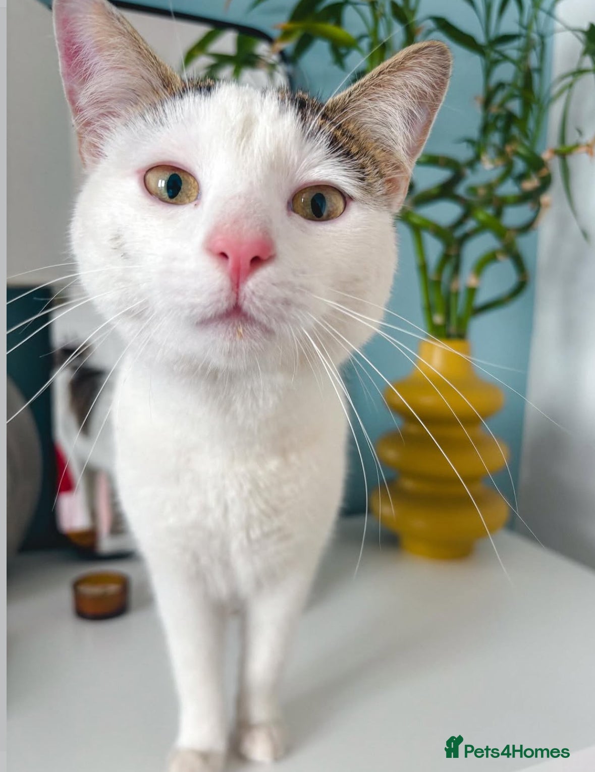 Mixed Breed cats Friendly female cat - Advert 1