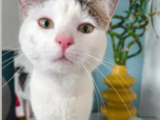 Mixed Breed cats Friendly female cat - Advert 1