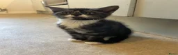 Mixed Breed cats for sale: Lovely grey tabby (Mario) - Advert 4