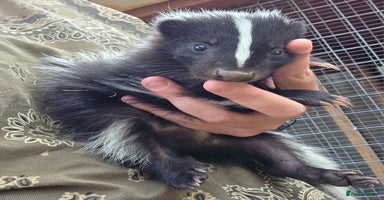 Ferret rodents in Ripley - Advert 3