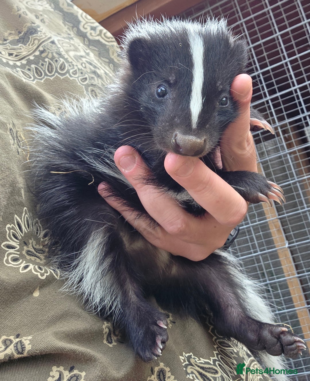 Ferret rodents for sale: One female black and white skunk available  in Ripley - Image 3
