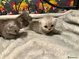 Persian cats Persian silver chinchilla - Advert 4