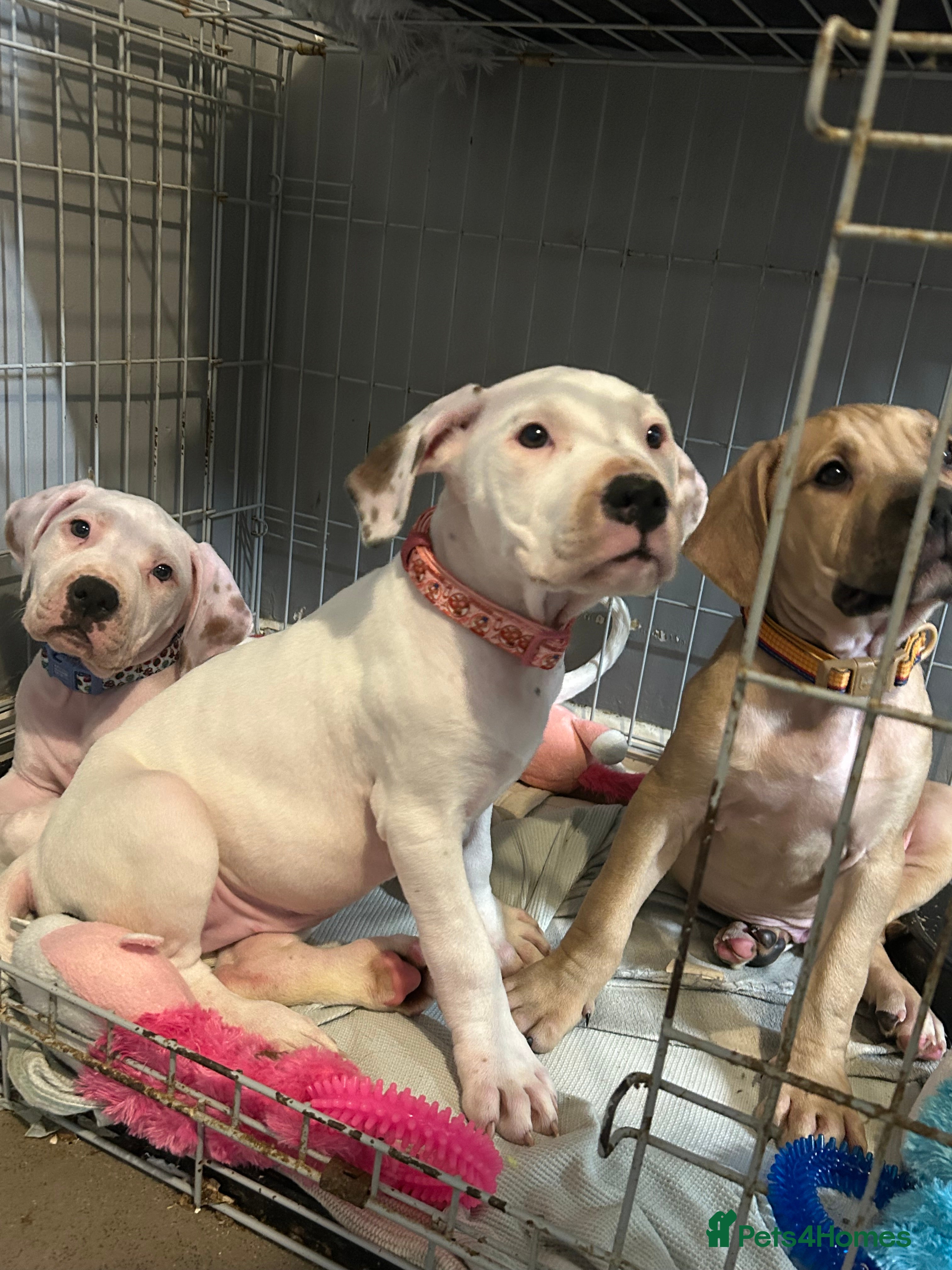 Mixed Breed dogs american bulldog cross staff - Advert 8