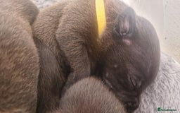 Staffordshire Bull Terrier dogs for sale: Staffordshire Bull Terrier Pups - Image 3