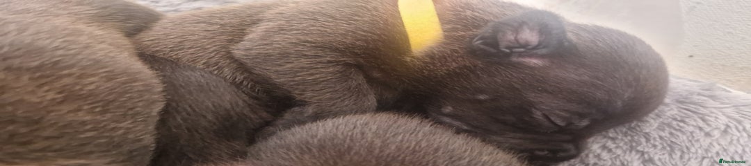 Staffordshire Bull Terrier Puppy 2
