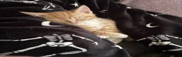 Mixed Breed cats for sale: Last ginger boy available ❤️‍🔥 in Rushden - Advert 3