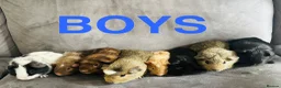 Guinea Pig rodents for sale: X8 baby boy/boar/male guinea pigs ready now.  - Advert 1