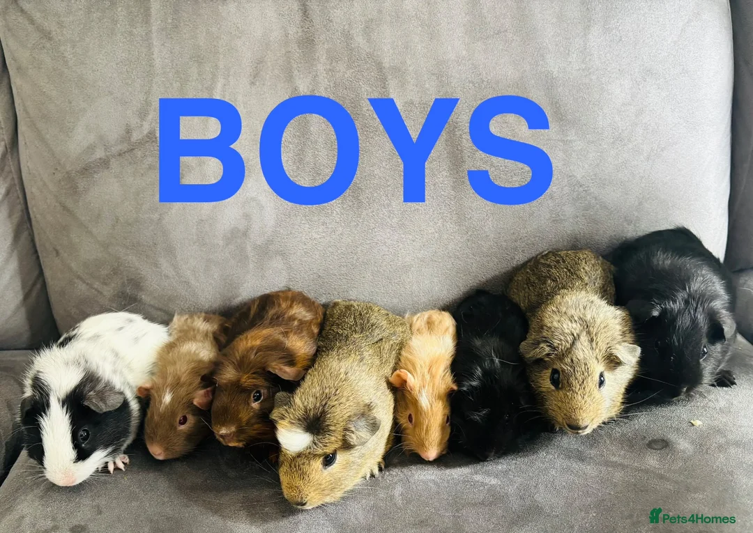 Guinea Pig rodents for sale: X8 baby boy/boar/male guinea pigs ready now.  - Advert 1