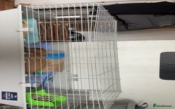 Mini Lop rabbits for sale: Mini lop male  - Image 5