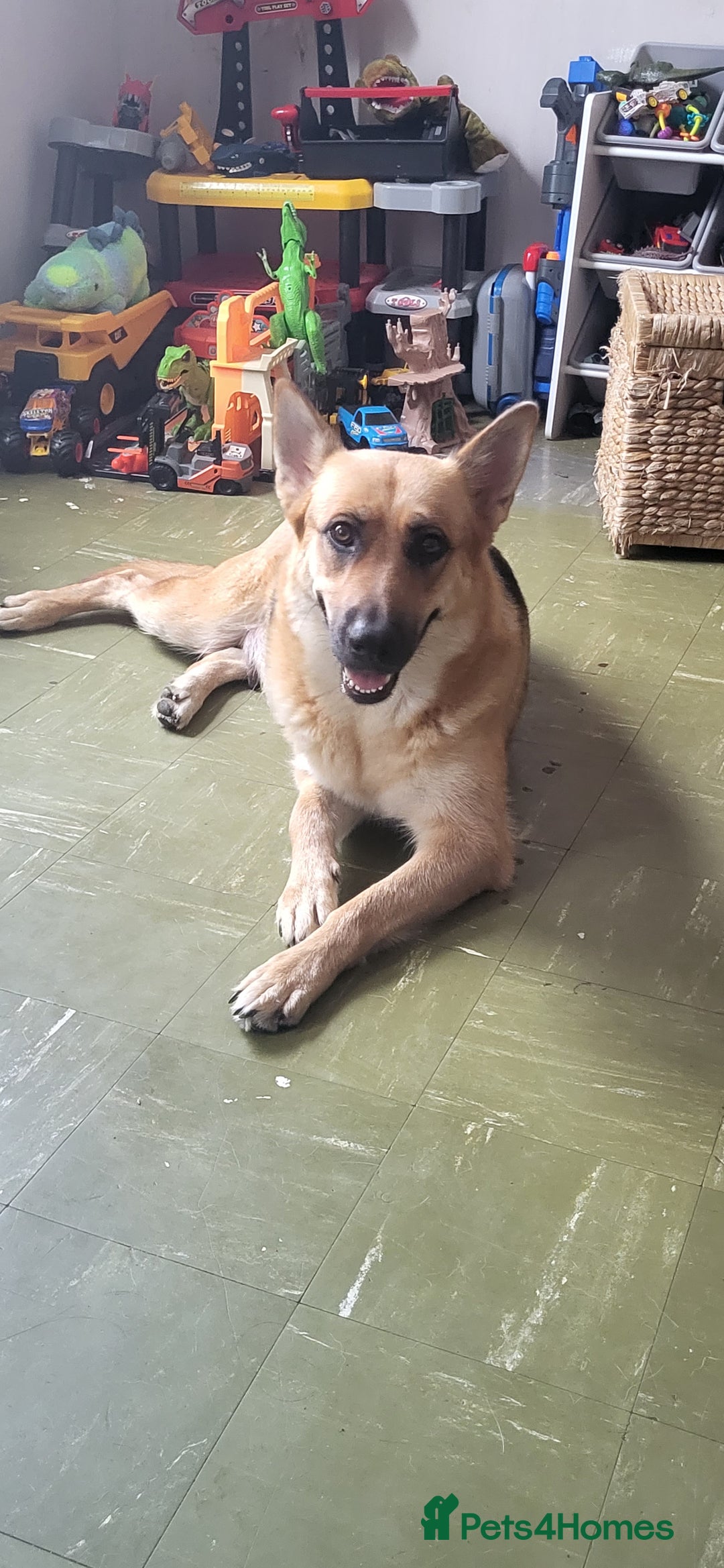 German Shepherd dogs for sale: Male gsd white  - Image 6