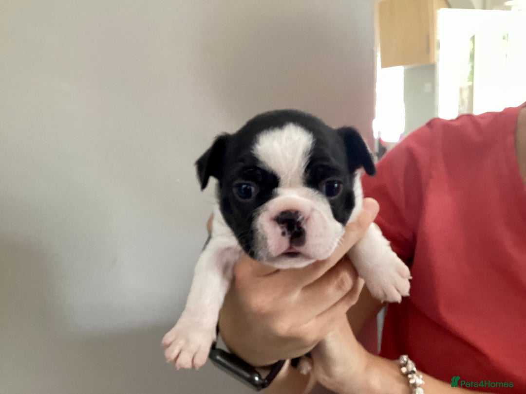 Boston Terrier dogs for sale: 9 BEAUTIFUL BOSTON TERRIER PUPPIES (4 GIRLS LEFT) - Image 35