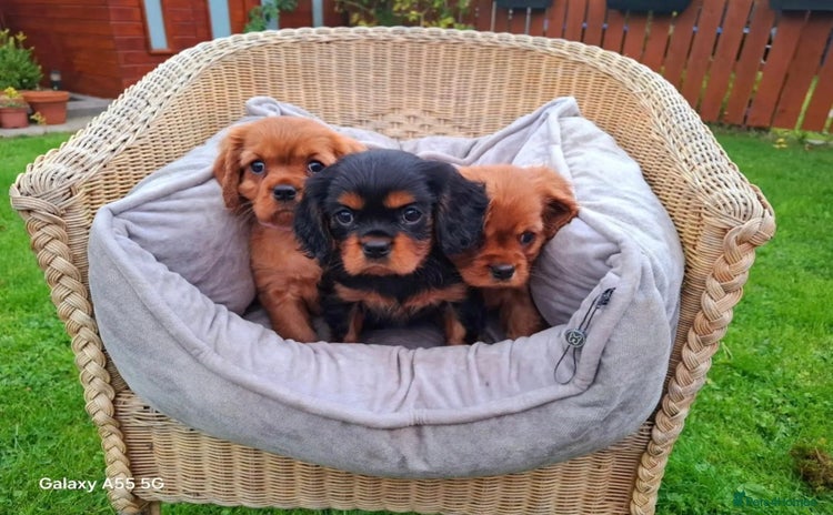 Cavalier King Charles Spaniel dogs - Advert 1