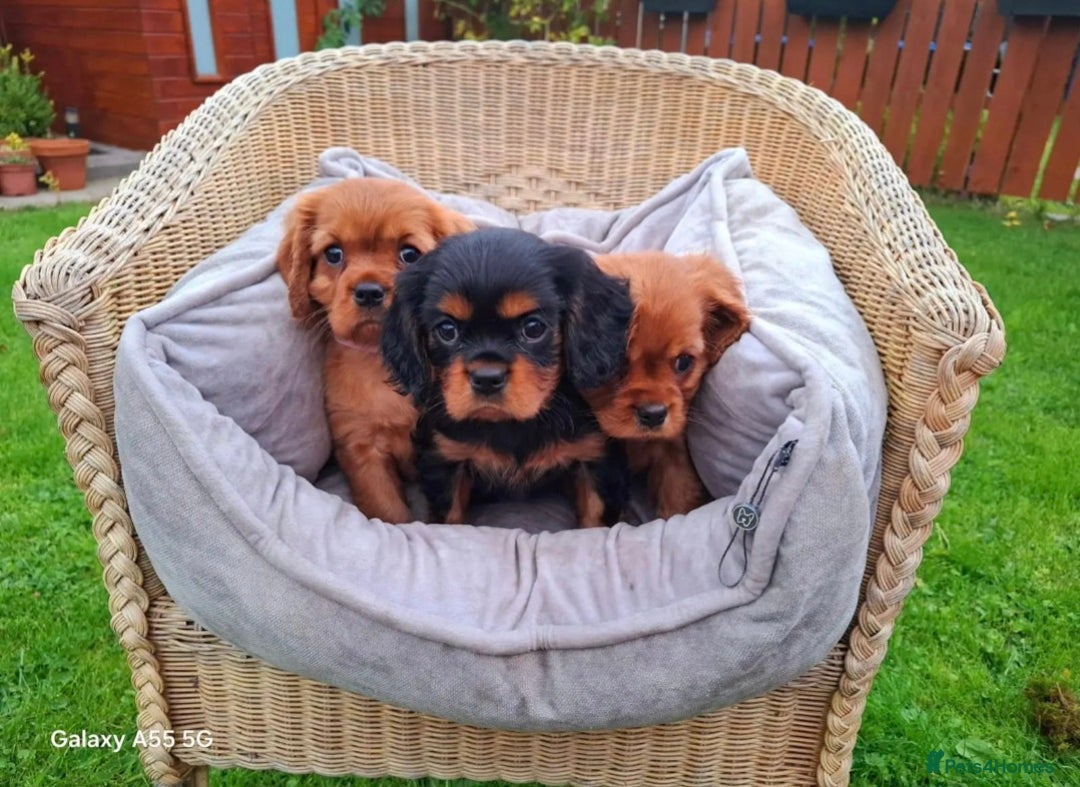 Cavalier King Charles Spaniel dogs for sale: Cavalier King Charles spaniel  - Image 1