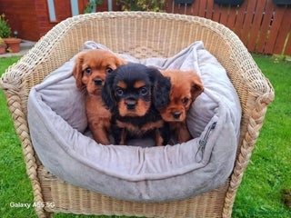 Cavalier King Charles Spaniel dogs - Advert 1