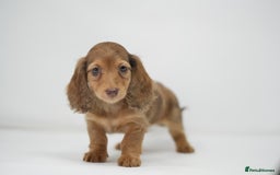 Dachshund dogs for sale: Long haired miniature dachshunds  - Image 11