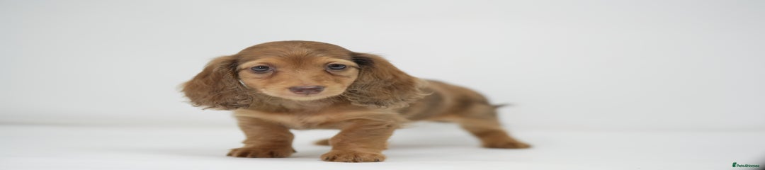 Dachshund Puppy 2