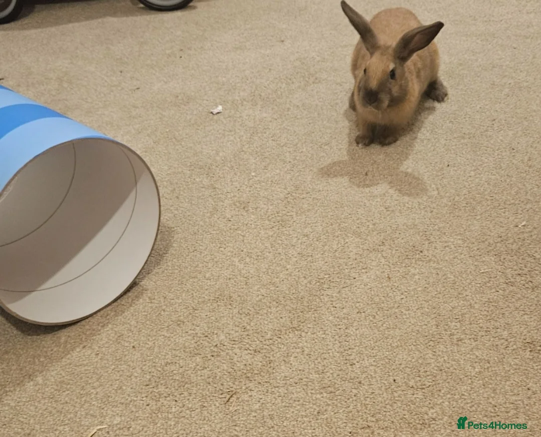 Mixed Breed rabbits for sale: Female bunny for sale - Advert 2