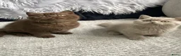 British Shorthair cats for sale: 🔥💗 GCCF CHOCOLATE AND FAWN FEMALE KITTENS  - Advert 5