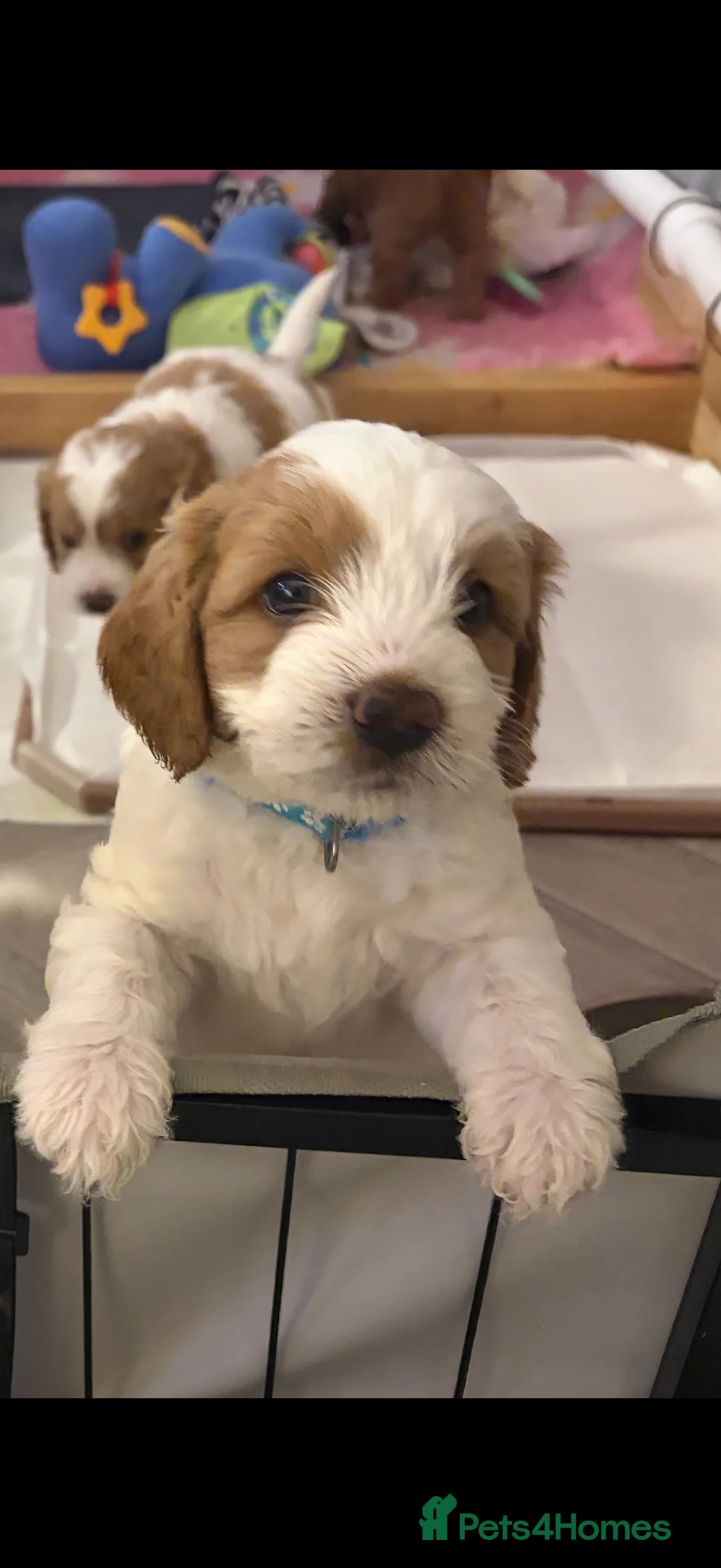 Cavapoo dogs for sale: Beautiful Litter of F1b Cavapoo puppies  - Advert 10