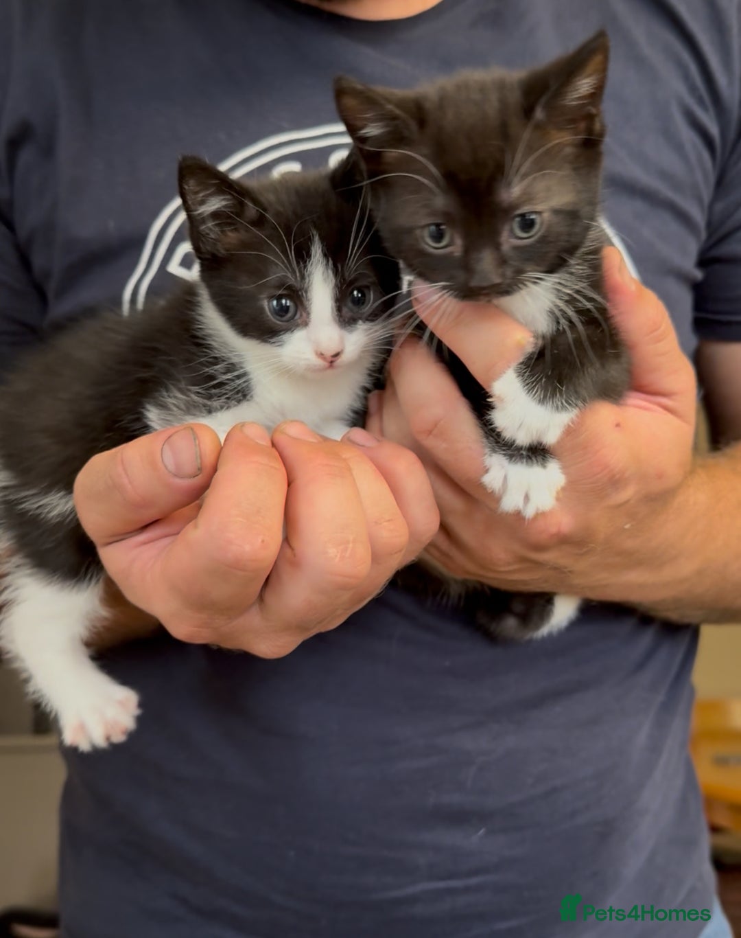 American Shorthair cats for sale: Adorable kittens looking for a loving home - Image 5