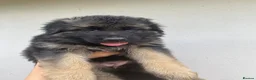 German Shepherd dogs for sale: German Shepherd puppies – Kennel Club registered - Advert 31