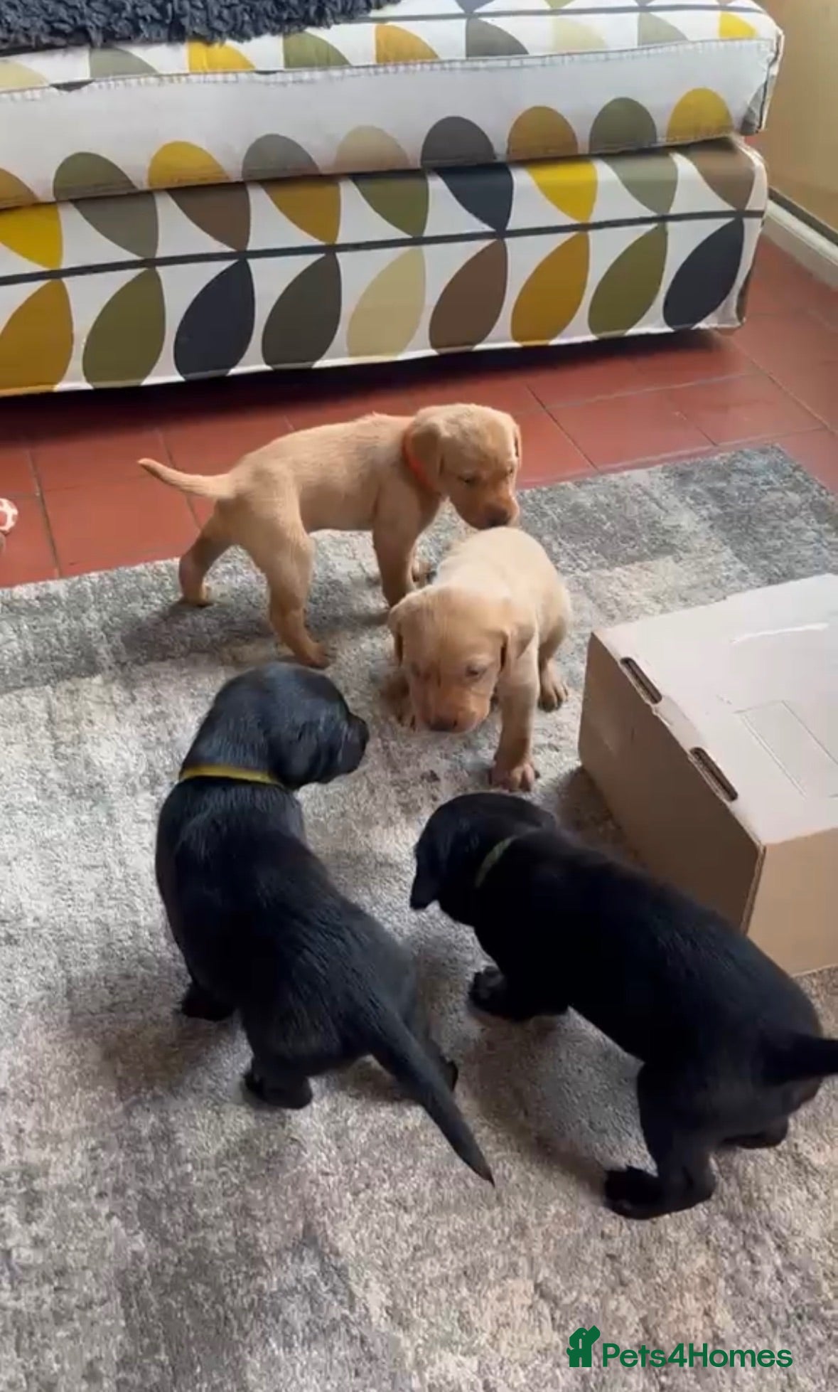 Labrador Retriever dogs Labrador puppies black and fox red for sale - Advert 1