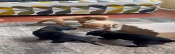 Labrador Retriever dogs for sale: Labrador puppies black and fox red for sale in Nottingham - Advert 1