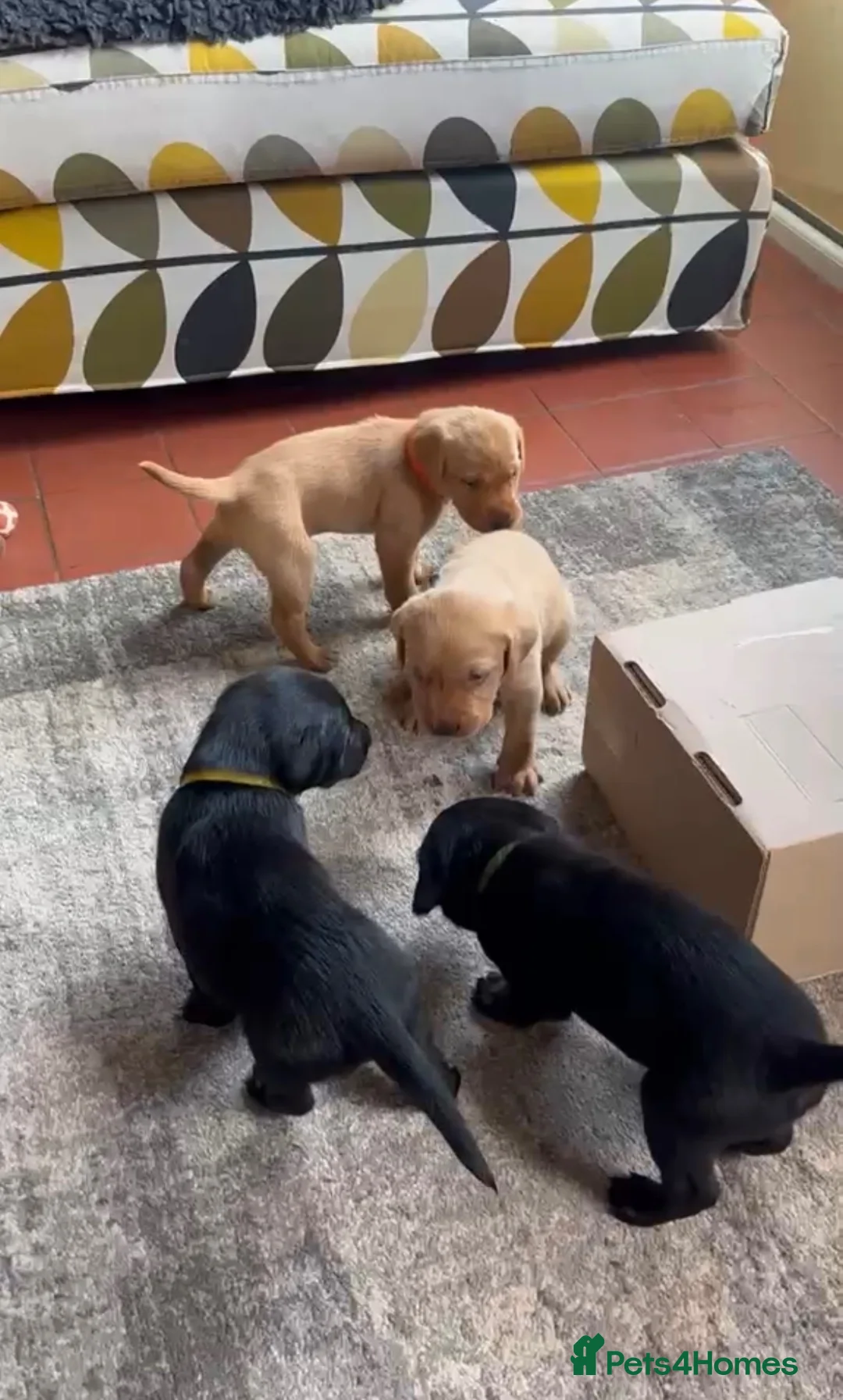 Labrador Retriever dogs for sale: Labrador puppies black and fox red for sale in Nottingham - Advert 1