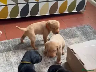 Labrador Retriever dogs Labrador puppies black and fox red for sale - Advert 1