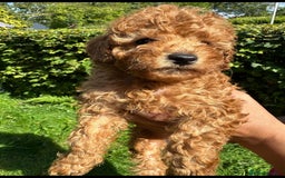 Toy Poodle dogs for sale:  High Quality KC Registered Red Toy Poodle Puppies - Image 6
