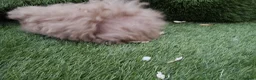 Guinea Pig rodents for sale: Alpaca Guinea Pigs - Advert 6