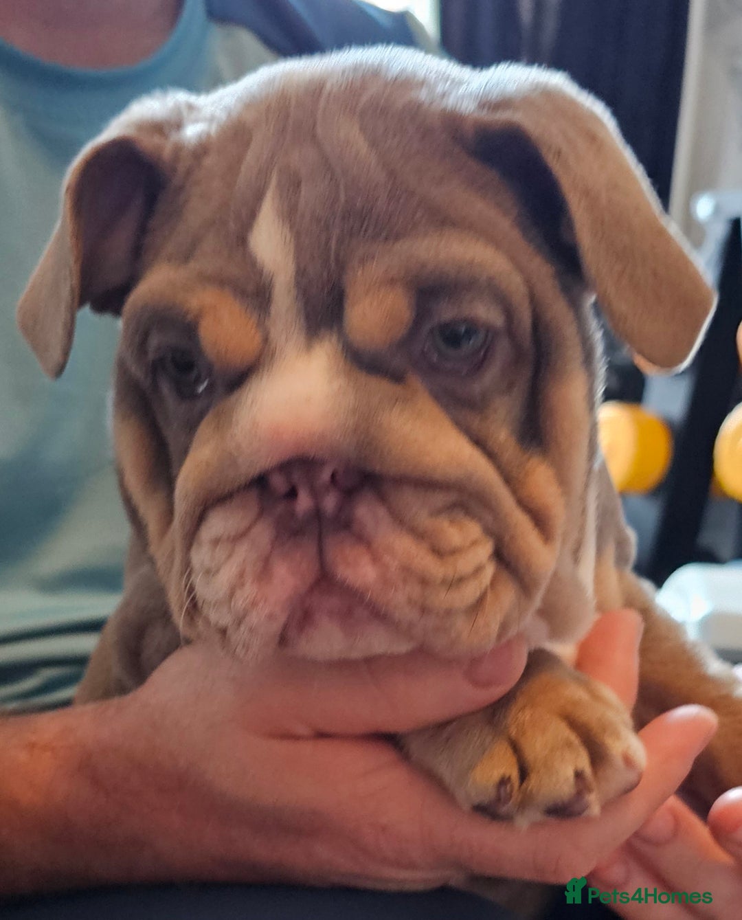 English Bulldog dogs for sale: Final Female English Bulldog available - Image 25