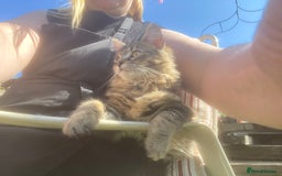 Maine Coon cats for sale: Princess looking for her forever home.  - Image 9